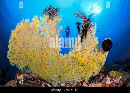 éventail de la mer de gorgone jaune avec plongeur, acanthogorgia breviflora, îles kei, mollucas, papouasie occidentale, îles oubliées, mer de banda, indonésie, mer, sud Banque D'Images