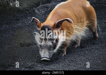 Un seul porc de rivière rouge dans la terre Banque D'Images