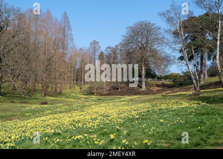 Englefield Green, Egham, Surrey, Royaume-Uni. 23rd mars 2022. Tapis de jolis jonquilles jaunes dans le parc Windsor Great Park. Crédit : Maureen McLean/Alay Banque D'Images