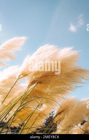 Fond botanique tendance avec de l'herbe de pampas moelleuse. Décor de plantes de style boho Banque D'Images