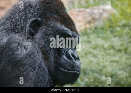 Gros plan d'un gorille de montagne argentée mâle sur un arrière-plan flou Banque D'Images