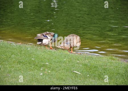 Les canards mâles et femelles se nettoient eux-mêmes au bord du lac Banque D'Images