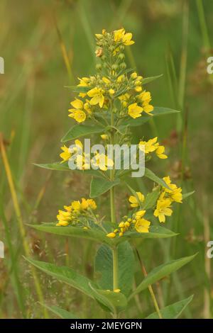 Ferme-vue naturelle sur un jardin jaune loosestrife , Lysimachia vulgaris , floraison Banque D'Images