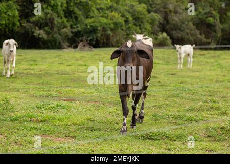 Cezarina, Goiás, Brésil – 23 janvier 2023 : une vache brune au milieu d'un petit pâturage agricole, avec un troupeau de vaches blanches en arrière-plan. Banque D'Images