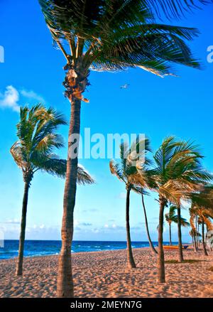 palmiers sur une plage venteuse de fort Lauderdale. Banque D'Images