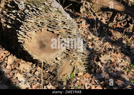 champignons sauvages sur bois en forêt Banque D'Images