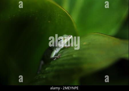 Un lézard sort des feuilles après la tempête de pluie. Banque D'Images