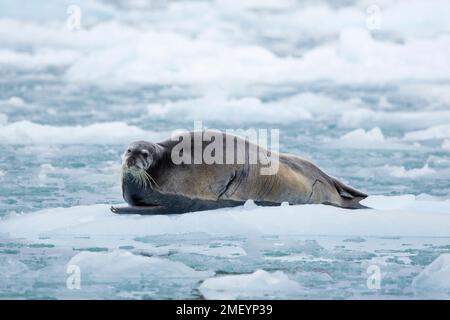 Phoque barbu (Erignathus barbatus) reposant sur la banquise le long de la côte de Svalbard / Spitsbergen Banque D'Images