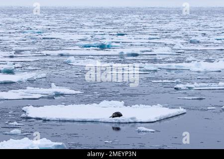 Phoque barbu (Erignathus barbatus) reposant sur la banquise le long de la côte de Svalbard / Spitsbergen Banque D'Images