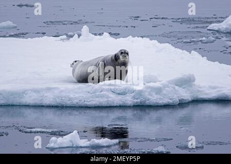 Phoque barbu (Erignathus barbatus) reposant sur la banquise le long de la côte de Svalbard / Spitsbergen Banque D'Images