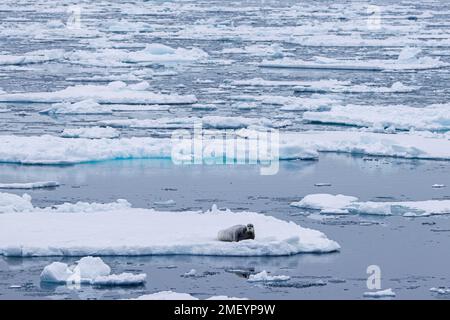 Phoque barbu (Erignathus barbatus) reposant sur la banquise le long de la côte de Svalbard / Spitsbergen Banque D'Images