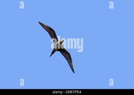 Arctic skua / parasitaire skua / parasite jaeger / Arctic jaeger (Stercorarius parasiticus), mue foncé en vol contre le ciel bleu en été, Islande Banque D'Images