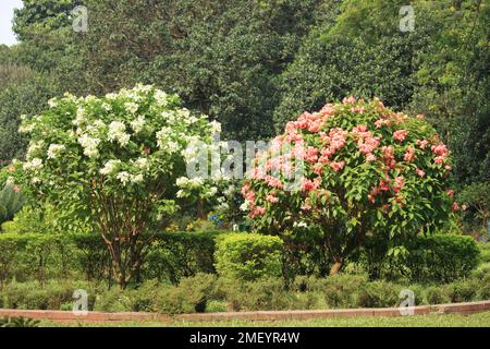 Photo du jardin fleuri avec fleurs. Banque D'Images