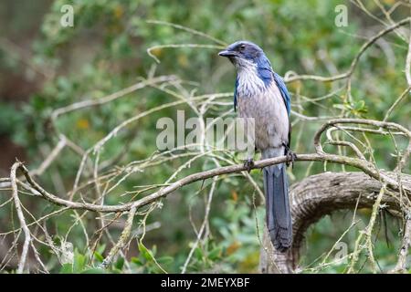Un Scrub Jay à Stow Lake à San Francisco, Californie. Banque D'Images