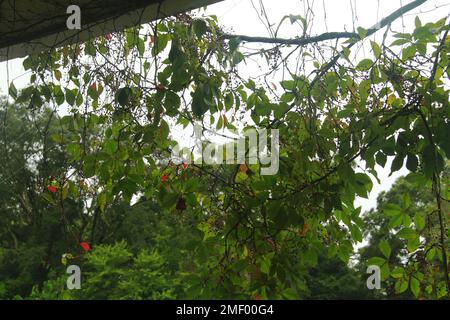 Gros plan d'une usine de super-réducteur de Virginie qui grandit dans un bâtiment abandonné en Géorgie, aux États-Unis Banque D'Images