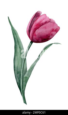 Aquarelle Rose Tulip sur fond isolé. Illustration florale dessinée à la main pour cartes de vœux ou invitations. Dessin botanique de fleur en fleurs avec des feuilles vertes. Plante en couleurs viva magenta. Banque D'Images