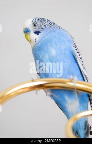 Un portrait en gros plan d'un budgerigar bleu Banque D'Images