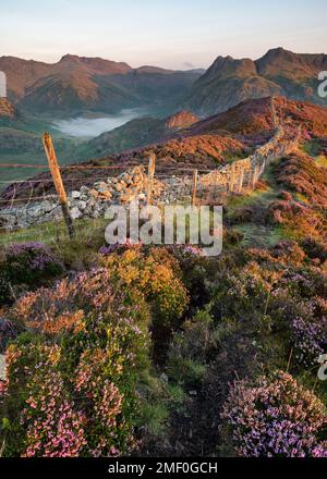 Bruyère colorée et mur de pierre menant le long de Lingmoor est tombé avec une belle vue sur Langdale Pikes dans le Lake District, Royaume-Uni. Banque D'Images