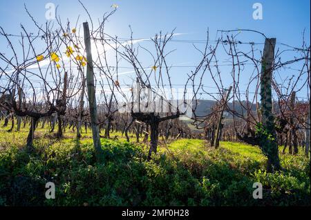 Vignobles de raisin de txakoli vallonné, fabrication de Txakoli ou chacolí légèrement mousseux, vin blanc très sec avec une forte acidité et une faible teneur en alcool, Getaria Banque D'Images