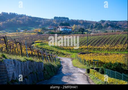 Vignobles de raisin de txakoli vallonné, fabrication de Txakoli ou chacolí légèrement mousseux, vin blanc très sec avec une forte acidité et une faible teneur en alcool, Getaria Banque D'Images