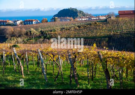 Vignobles de raisin de txakoli vallonné, fabrication de Txakoli ou chacolí légèrement mousseux, vin blanc très sec avec une forte acidité et une faible teneur en alcool, Getaria Banque D'Images