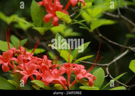 Géorgie, États-Unis Plumpleaf Azalea (Rhododendron prunifolium) en fleurs en été dans la nature. Banque D'Images