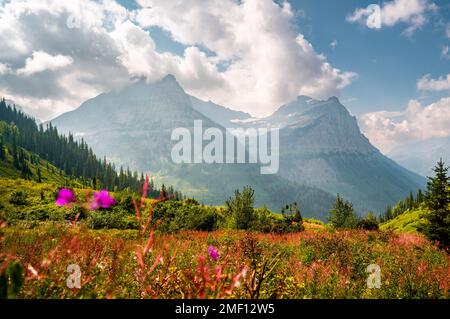 Parc national des Glaciers vue sur le paysage de la fin de l'été avec des fleurs roses et de belles montagnes. Le paysage montagneux du Montana s'affiche avec de la couleur. Banque D'Images