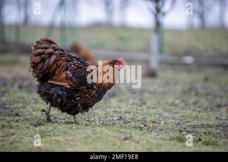 le poulet marche dans le verger. belles couleurs de plumes brun et noir couleur de plume sur la poule Banque D'Images