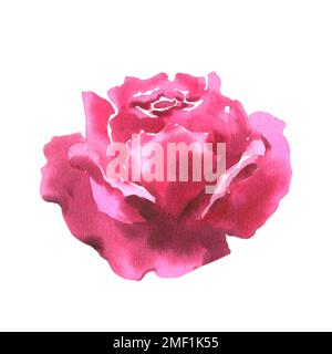 Rose, viva magenta rose sur fond blanc. Aquarelle rose peinte à la main avec une brosse sèche. Idéal pour le papier cadeau, la décoration de mariage ou la fabrication de cartes. Banque D'Images