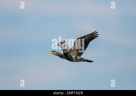 Cormorant, (Phalacrorax carbo), adulte en vol, WWT Slimbridge, Gloucestershire, Angleterre, janvier. Banque D'Images