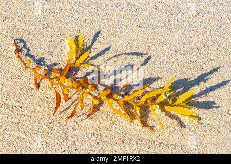L'algue rouge jaune frais sargazo sur la plage tropicale mexicaine des caraïbes à Playa del Carmen Quintana Roo Mexique. Banque D'Images