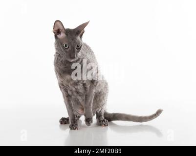 Black Cornish Rex Code art. Prise de vue en studio. Isolé sur fond blanc Banque D'Images