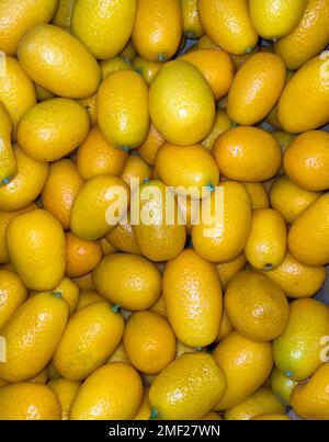 Fortunella kumquat ou kinkan - agrumes d'orange, vue du dessus Banque D'Images