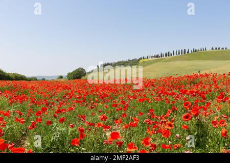 Paysage toscan emblématique dans la campagne avec champ de pavot et cyprès au printemps, Toscane, Italie Banque D'Images