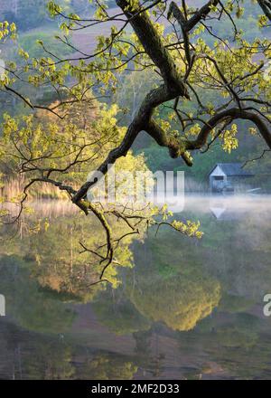 Fresh Spring laisse sur les branches d'arbre avec petit hangar à bateaux et lac brumeux en arrière-plan. Rydal Water, Lake District, Royaume-Uni. Banque D'Images