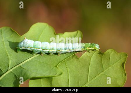 Chenille de la sous-aile en cuivre du Svensson (Amphipyra berbera), papillons de nuit familiaux (Noctuidae) se nourrissant sur une feuille de chêne dans un jardin hollandais. Pays-Bas Banque D'Images