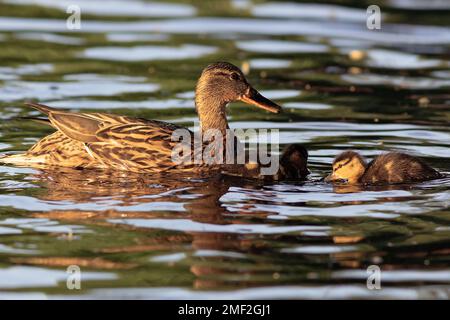 Canard colvert avec canetons (Anas platyrhynchos); jolie famille heureuse nageant ensemble sur l'étang Banque D'Images