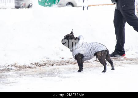 chien de taureau français en hiver dans une veste sur la neige pour une promenade, chien en hiver dans le parc Banque D'Images