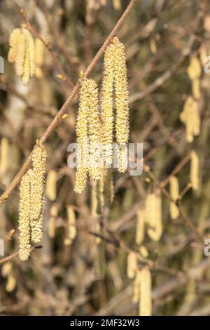 La floraison hazel noisette. Les chatons de noisetier sur les branches Banque D'Images