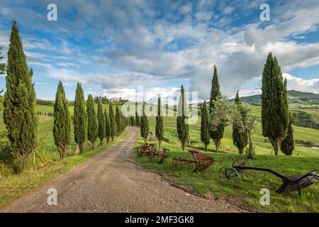 Route bordée d'arbres de cyprès à la fin de l'été, près de Montalcino, Toscane, Italie. Banque D'Images