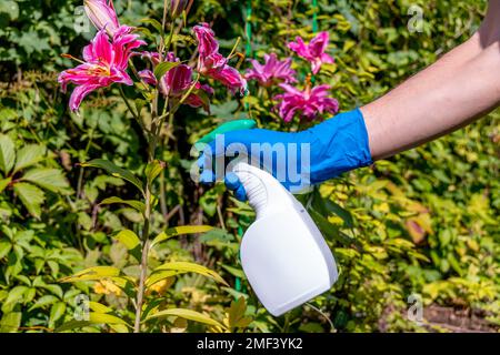 traitement dans le jardin de jeunes pousses de roses des pucerons, des blanchies et des insectes nuisibles Banque D'Images