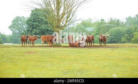 Troupeau de Watusi reposant et situé sous l'arbre dans le parc de safari zo. Watusi longhorn bull manger de l'herbe. Groupe de vaches exotiques Banque D'Images