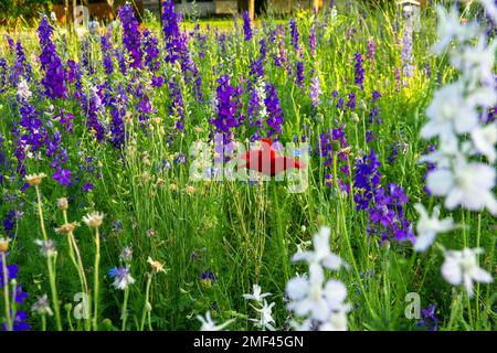 Blue Bonnet fleurs au Texas au printemps 2022. Banque D'Images