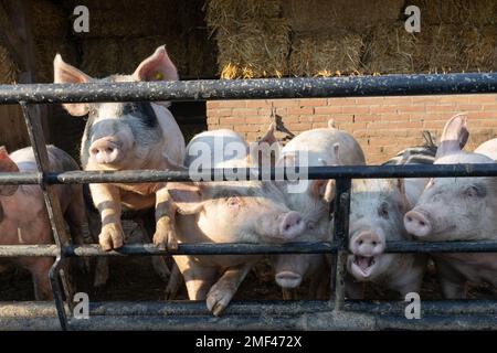 porcs porcins dans une ferme en europe pour la viande foyer sélectif arrière-plan flou Banque D'Images