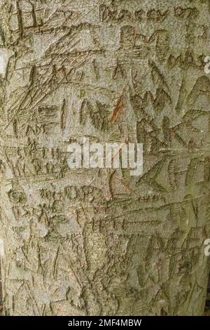Noms et initiales gravés sur l'écorce d'un arbre à Thorndon Country Park Essex Banque D'Images