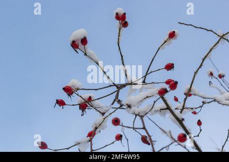 des fruits rouges enneigés des hanches roses en hiver sous la neige par temps ensoleillé. Banque D'Images