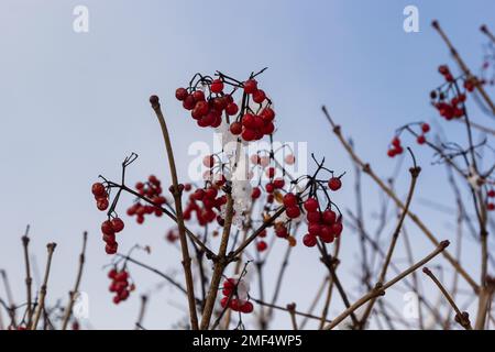 Baies de viburnum rouges recouvertes de neige sur utile pour le corps lors d'un hiver glacial. Banque D'Images