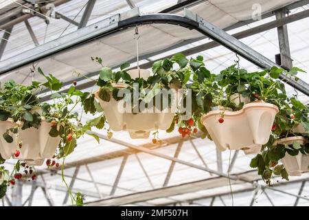 Les plantes de fraise et les fruits rouges dans les pots de plantation suspendus dans une serre Banque D'Images