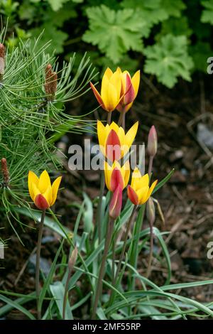 Divers tulipes clusiana fleurissent dans un jardin en avril Banque D'Images