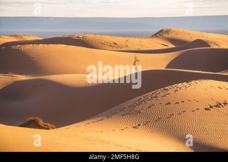 Une vue sur les dunes du désert dans le désert du Sahara, au Maroc Banque D'Images